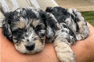 Jonny - puppy for sale