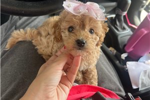 Aurora - puppy for sale