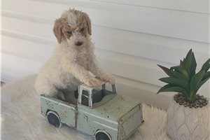 Jordi - puppy for sale