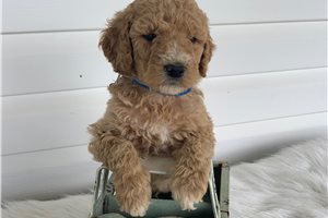 Fletcher - puppy for sale