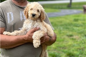 Lightning - puppy for sale