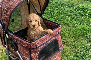 Fin - Goldendoodle for sale