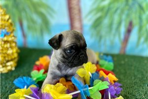 Davy - Pug for sale