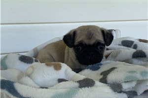 Desmond - puppy for sale