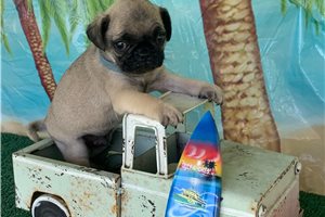 Davy - Pug for sale