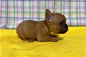 Devon - French Bulldog for sale