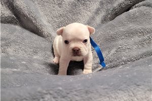 Hope - French Bulldog for sale