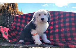 Justin - Old English Sheepdog for sale