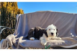 Jalen - puppy for sale