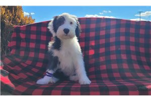 Jessie - Old English Sheepdog for sale