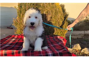 Julian - puppy for sale