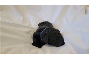 Coal - Poodle, Standard for sale