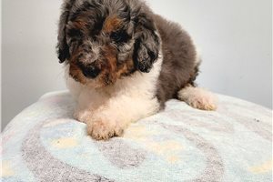 Troy - Poodle, Standard for sale