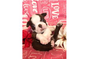 Blossom - Boston Terrier for sale