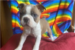 Ulysses - puppy for sale