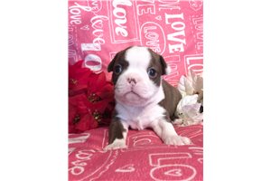 Bridger - Boston Terrier for sale