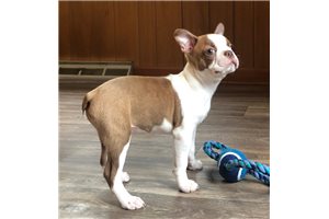 Shane - Boston Terrier for sale