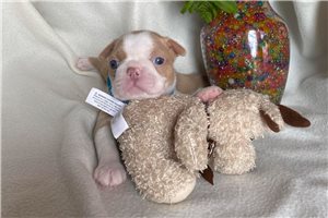 Carter - Boston Terrier for sale