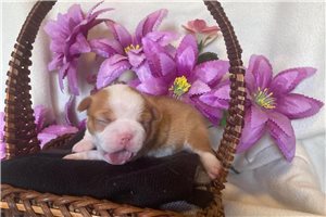 Chloe - Boston Terrier for sale
