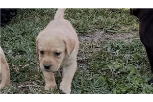 Douglas - Labrador Retriever for sale