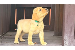 Dahlia - puppy for sale