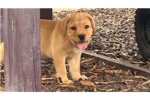 Dory - puppy for sale