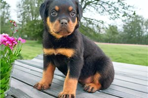 Theodore - Rottweiler for sale