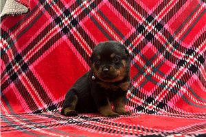 Wilder - puppy for sale