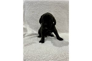 Philipp - puppy for sale