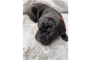 Spike - Cane Corso Mastiff for sale