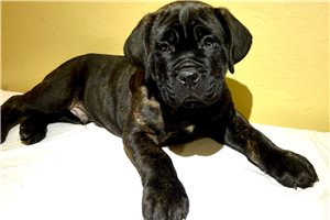Walder - puppy for sale