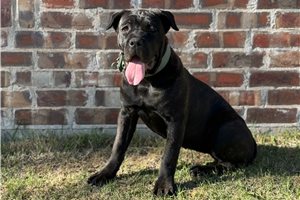 Sydney - puppy for sale