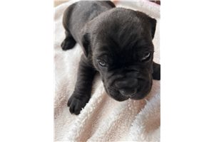 King - Cane Corso Mastiff for sale