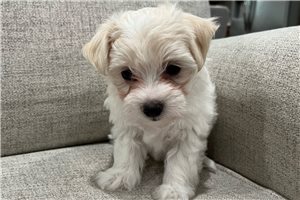Lacey - Maltese for sale