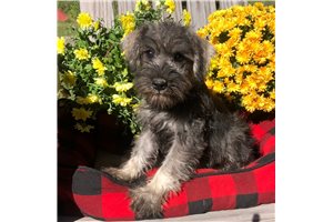 King - Schnauzer, Miniature for sale