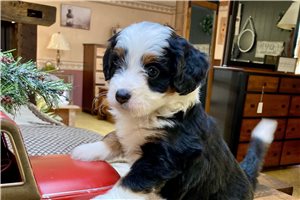 Rebecca - Bernedoodle, Mini for sale