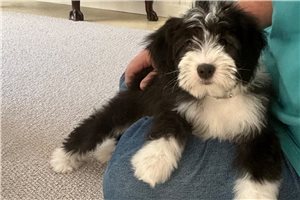 Genevieve - Sheepadoodle for sale