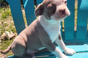 Sage - Boston Terrier for sale