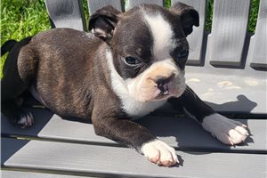 Samson - Boston Terrier for sale