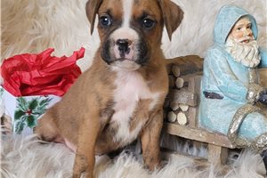 Gianna - Boxer for sale