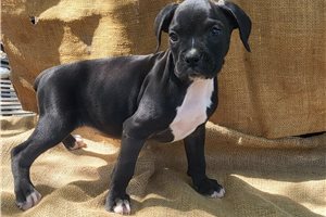 Zaylee - Boxer for sale