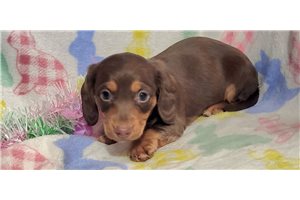 Chaseten - puppy for sale