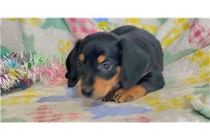 Clayton - puppy for sale