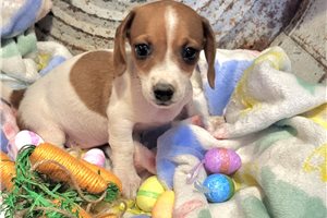 Clara - puppy for sale