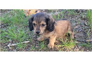Estel - puppy for sale