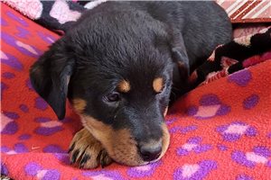Rusty - Rottweiler for sale