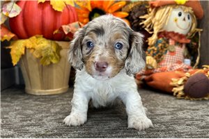Desmond - puppy for sale