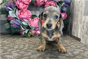 Nikita - Dachshund, Mini for sale
