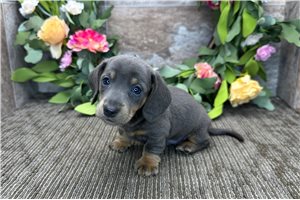 Remington - puppy for sale