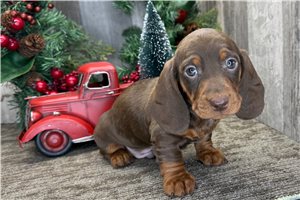 Donovan - Dachshund, Mini for sale